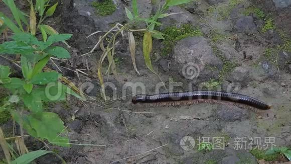 热带雨林中的黑米。