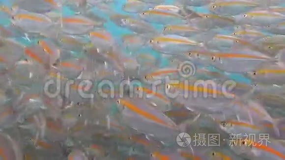 红海的沙丁鱼学校视频