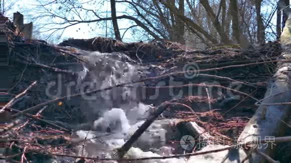 溪流森林河流干树瀑布视频