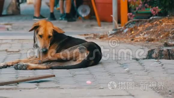 无家可归的棕黑狗躺在泰国街头视频