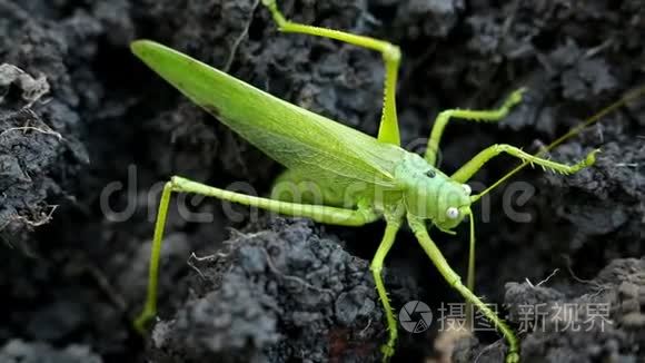 大青在泥土里产卵视频