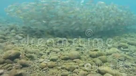红海的沙丁鱼学校视频