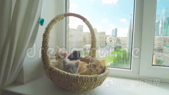 可爱的小猫和母猫