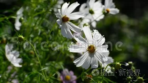 把花园里的白色宇宙花视频