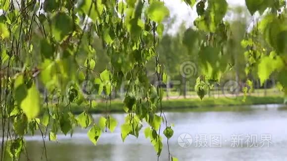 桦树河湖泊自然背景林视频