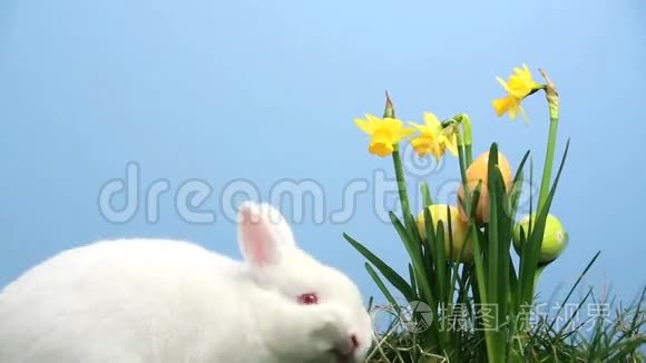 兔宝宝用复活节鸡蛋粘在一堆水仙花里