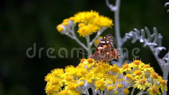 《大自然的黄花》中的蝴蝶名叫瓦妮莎卡迪