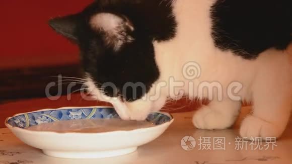 猫从碟子里舔牛奶视频