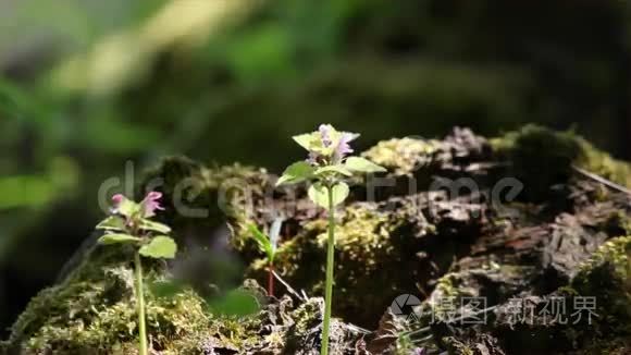 给春天的花放光影视频