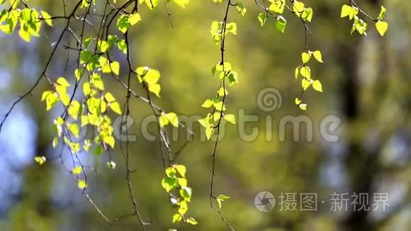 有嫩绿叶子的桦树枝视频