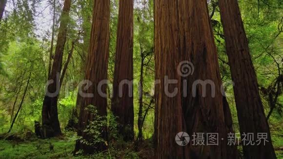 红杉国家公园的巨大红雪松树视频