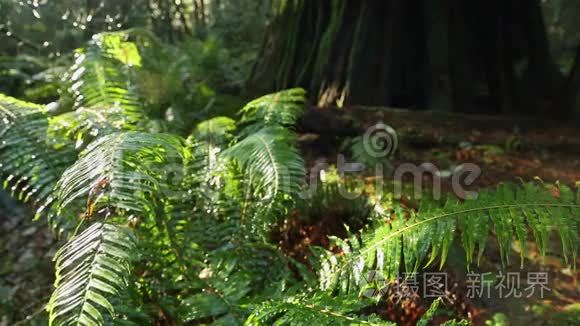 太平洋西北雨林蕨类植物和雨视频