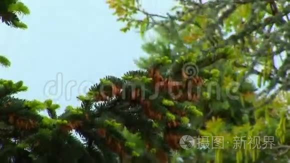 暴风雨天气树和天空视频