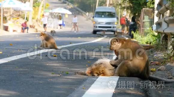 猴子沿着泰国丛林之路走视频