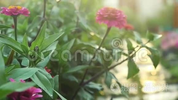 美丽的五颜六色的花在夏季花园的慢动作与阳光和紧张的耀斑效果。 1920x1080