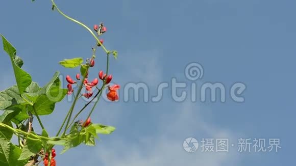 红豆花叶开风背景蓝云天视频