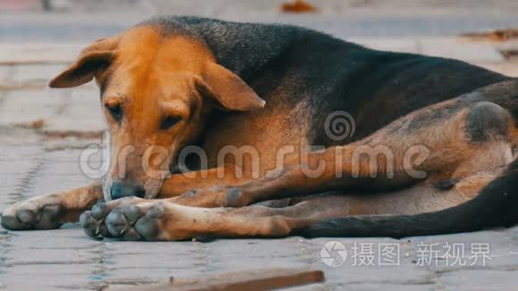 无家可归的棕黑狗躺在泰国街头视频