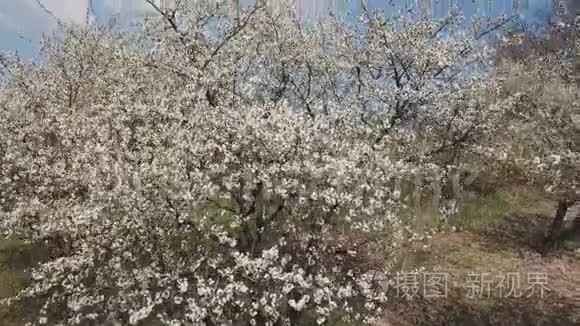 樱花树视频
