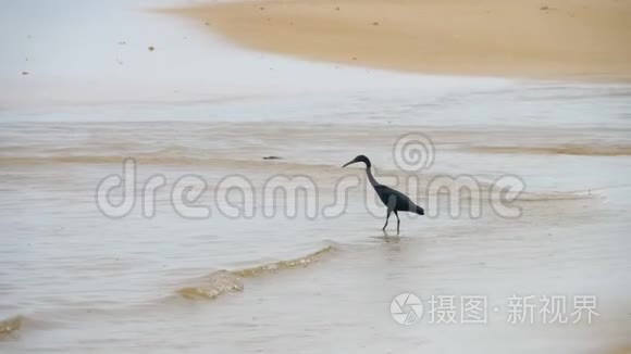 太平洋礁鹭捕食鱼类