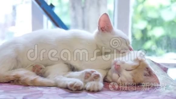 白猫睡猫上红小猫友情搞笑宠物视频