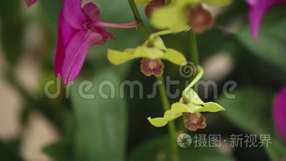 兰花种植园花园农场商业花卉视频