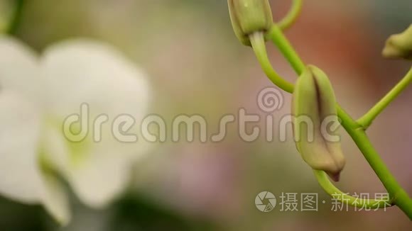 兰花种植园花园农场商业花卉视频