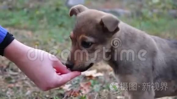 女人在街上喂无家可归的小狗