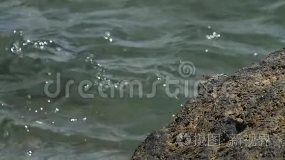 沙滩上的螃蟹视频