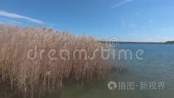 夏日有芦苇的美丽湖泊视频