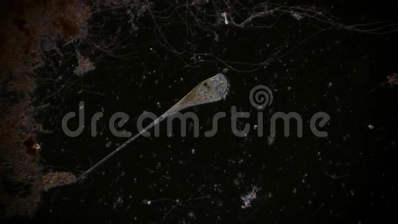 显微镜下池塘水中的微生物mp4格式视频下载 正版视频编号048jx7 摄图新视界视频库