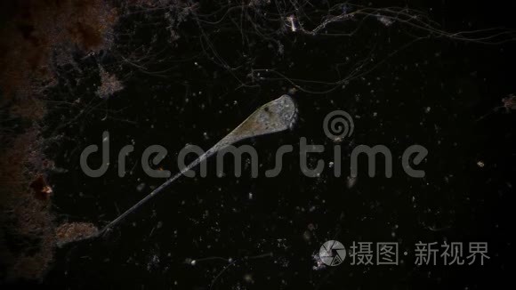 显微镜下池塘水中的微生物视频