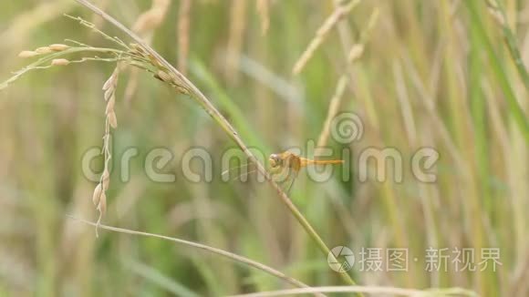 泰国稻田农场的蜻蜓。