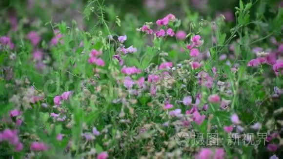 俄罗斯夏末草原上枯萎的花朵视频