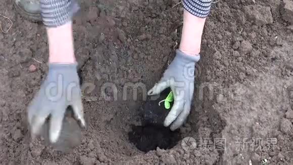在园林土壤中种植黄瓜苗视频
