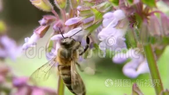 蜜蜂在收集花粉时盘旋视频