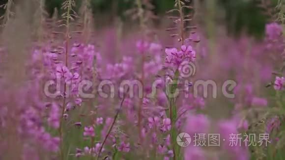 伊万-泰亚在田野里绽放。 多年生植物是柳杉科的一种