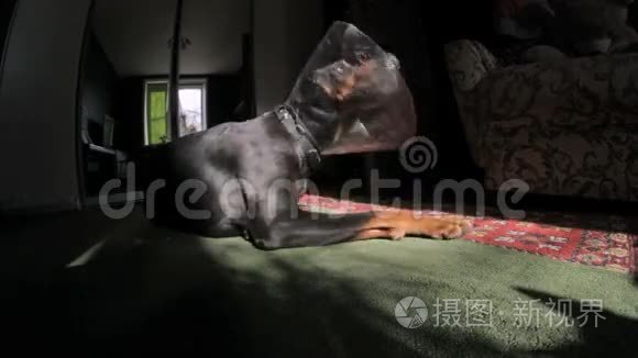 悲伤犬种杜伯曼医疗项圈视频