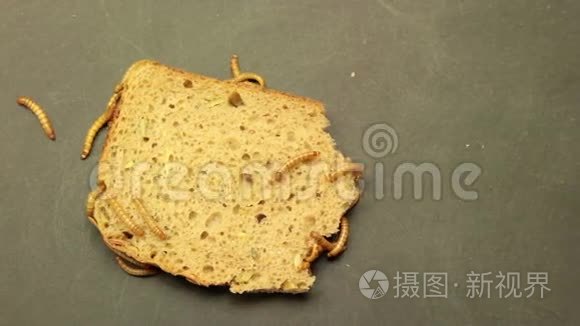 虫子吃面包的背景视频