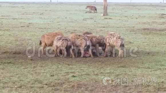 非洲热带草原上吃腐肉的鬣狗族视频