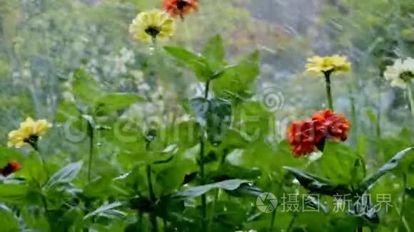 雨中的花视频