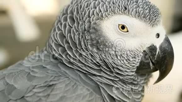 红尾一夫一妻制非洲刚果灰色鹦鹉。 同伴雅科是流行的鸟类宠物，原产于赤道地区。