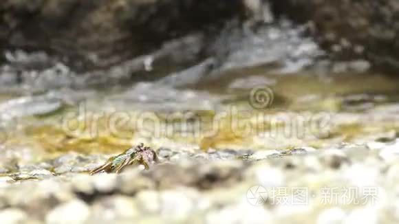 海滩岩石上的螃蟹视频