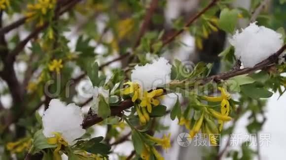 罕见的现象。 春天的雪。 雪落在上面的一棵树的枝。 花上的雪。 气候变化