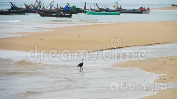 太平洋礁鹭捕食鱼类