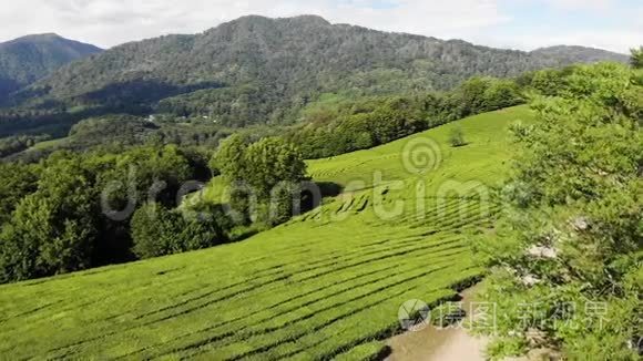 茶树人工林的霰弹空中美景视频