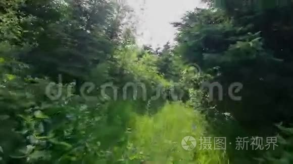 一个人独自在森林里行走视频