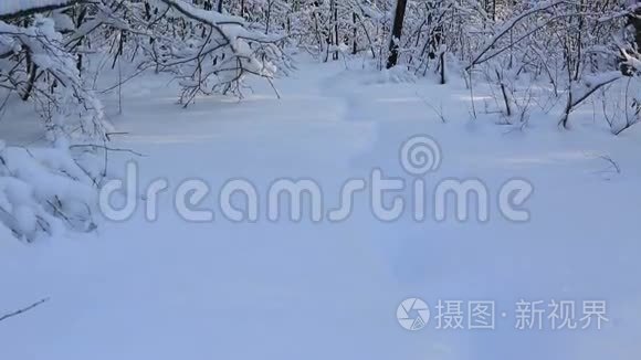 冬天公园里美丽的雪覆盖着树枝。 垂直全景