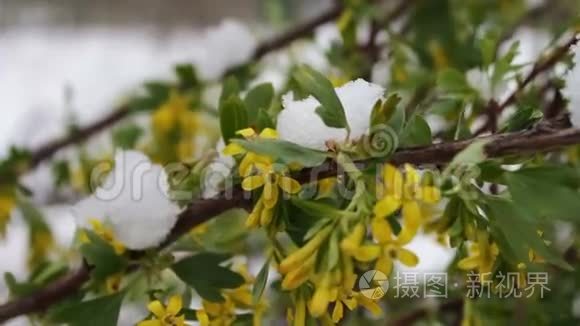 罕见的现象。 春天的雪。 雪落在上面的一棵树的枝。 花上的雪。 气候变化