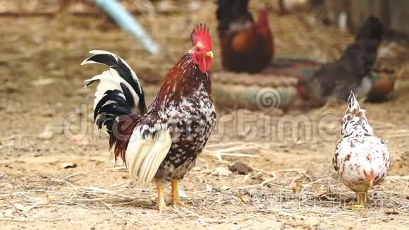 雷斯鸡视频素材