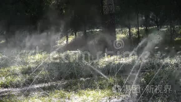 草地喷水在树干森林，阳光在草坪背景。